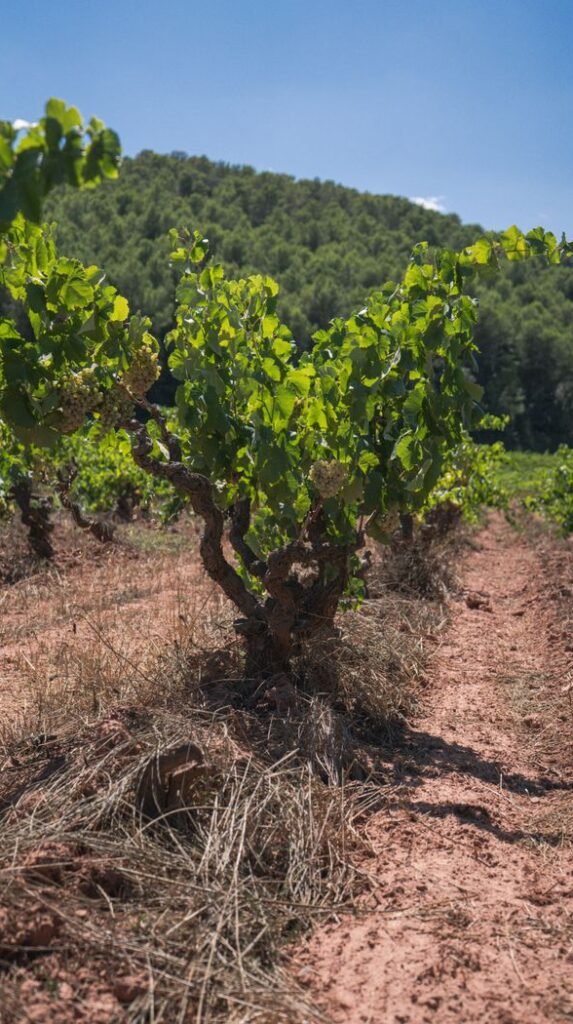 Explore the verdant vineyard rows in Catalonia, showcasing vibrant grape vines under a clear blue sky.